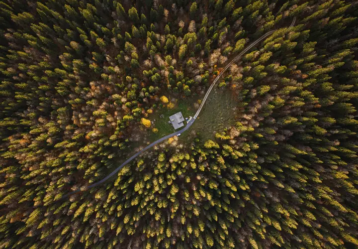 drone image of forest